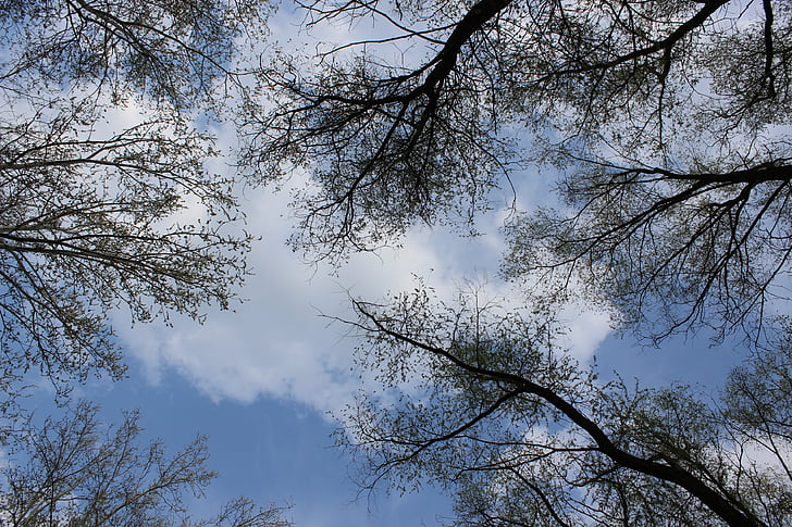 tree, sky, branch