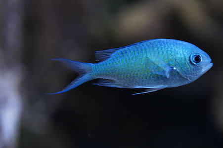 schwalbenschwänzchen, pesce, blu chiaro, blu, sciame di pesci, sott'acqua, acqua