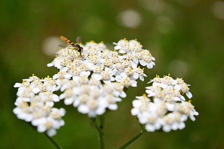 yarrow, summer, fly, nature, insect, flower, meadow