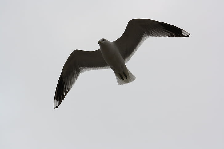 burung, Seagull, terbang, terhampar di sayap