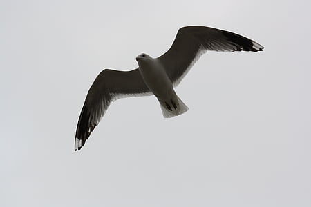 vogel, Seagull, vliegen, vleugels verheerlijken