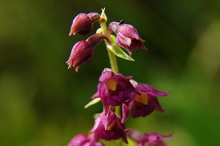 tmavě červená helleborine, Epipactis atrorubens, orchidej, chráněná rostlina