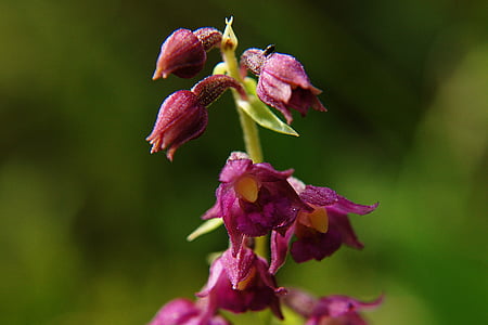 темно-червоний helleborine, epipactis atrorubens, орхідея, захищений завод