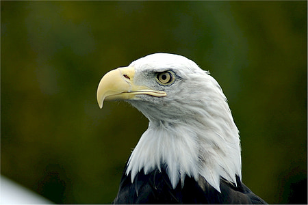 bald eagle, Đại bàng, hói, đầu, động vật ăn thịt, con chim, Raptor