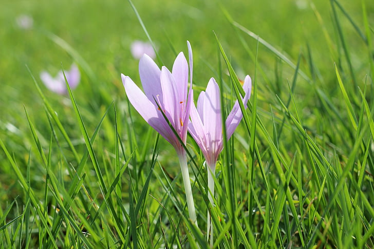 crocus, meadow saffron, flower, gras, spring