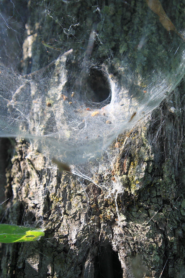 паяжина, гнездо, паяк, тунел, уеб, насекоми