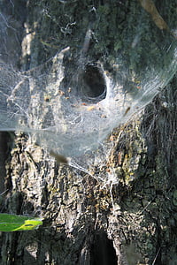 Spinnennetz, Nest, Spinne, Tunnel, Web, Insekten