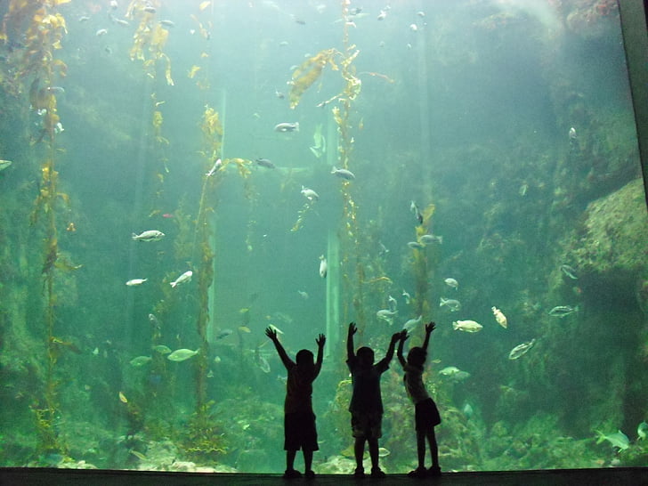 barn, akvarium, vand, havet, fisk, liv, natur
