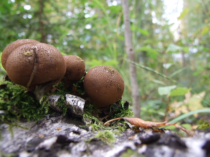 mushroom, rot, tree