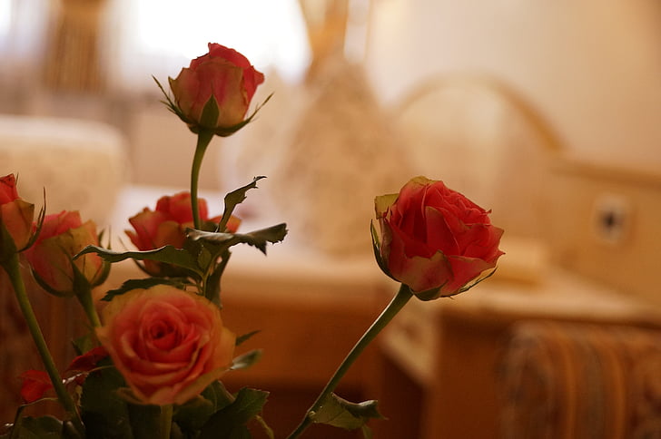 Róża, kwiat, nieostry, Rosa, Deck, kwiaty