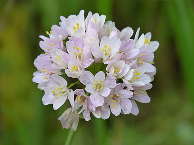 garlic flower, garlic, flower, beauty, detail