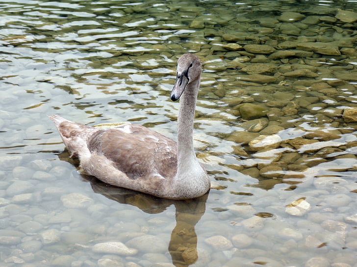 animal, swan, cygnet, bird, swan young, nature, lake