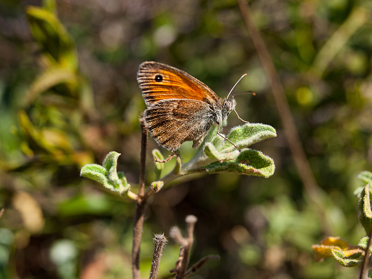 butterfly, nature, close, insect, animal, plant
