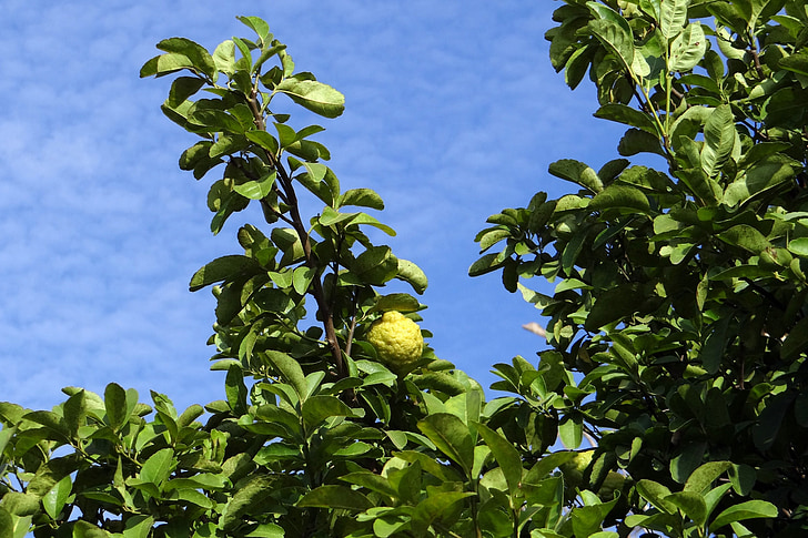 Lemon tree, Citron, frukt, Sure, vitamin c, treet, hulikatti