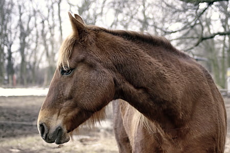 hevonen, ruskea, talvi, ruskea hevonen, hevosen pään, eläinten
