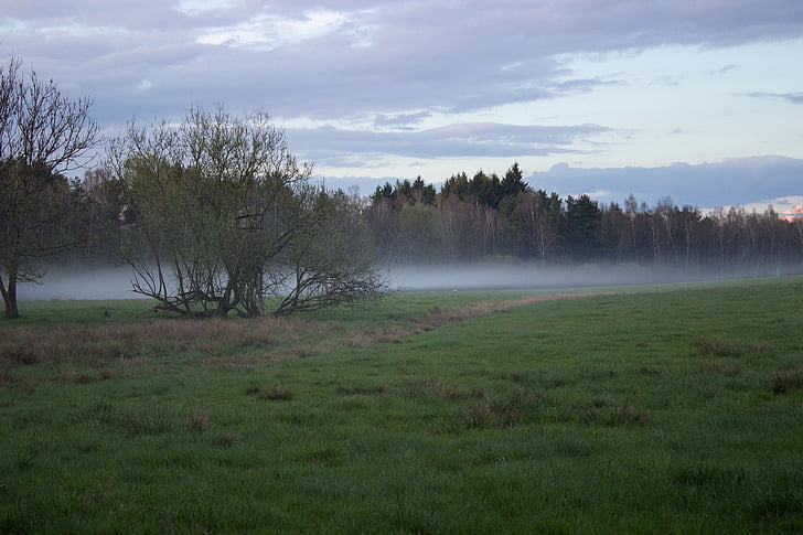 moor, meadow, fog, landscape, abendstimmung, nature reserve, moorland