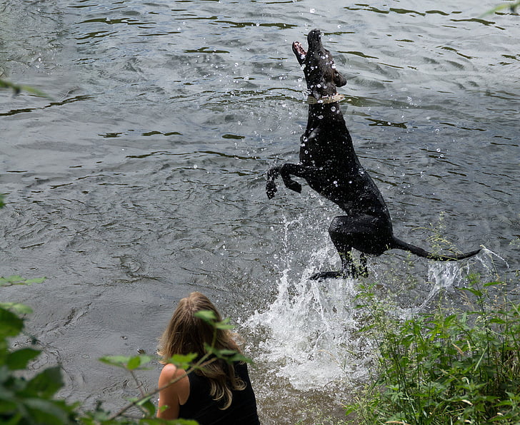 nature, summer, river, animals, black dogs, bathing