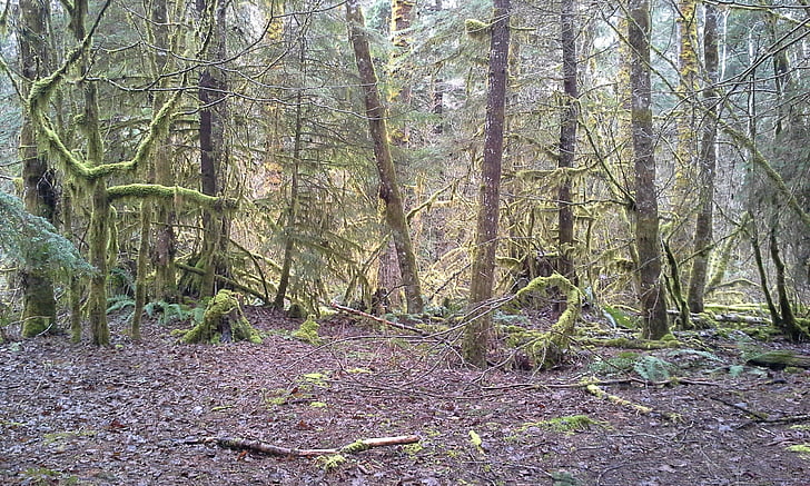 Moss, Squamish, British columbia, træer, regnskoven, grøn, Canada