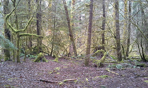 Moss, Squamish, British columbia, træer, regnskoven, grøn, Canada