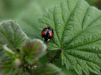 red point beetle, beetle, insect, close, nature, ladybug, leaf