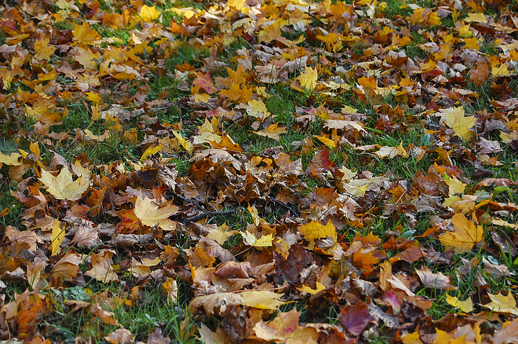 Fall gebladerte, herfst, weide, kleurrijke