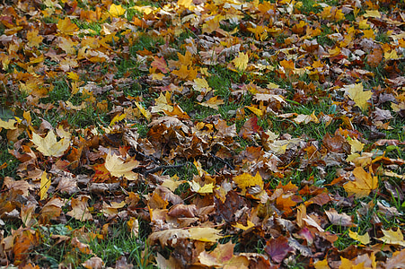 mùa thu lá, mùa thu, Meadow, đầy màu sắc