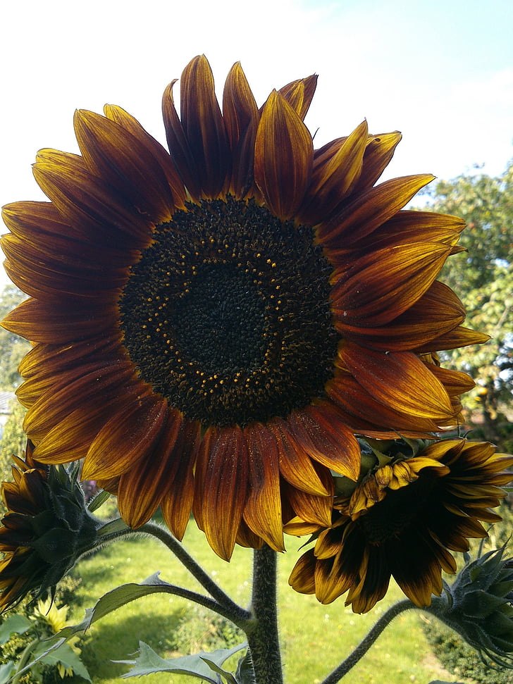bunga matahari, kuning, Taman, tanaman, Tutup, bunga matahari, alam
