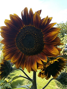 Sun flower, żółty, ogród, roślina, Zamknij, Słonecznik, Natura