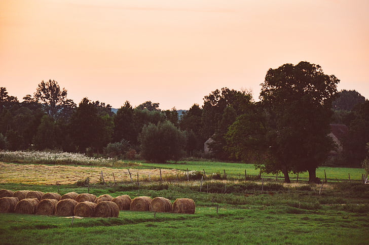 platteland, Dawn, schemering, avond, boerderij, veld, gras