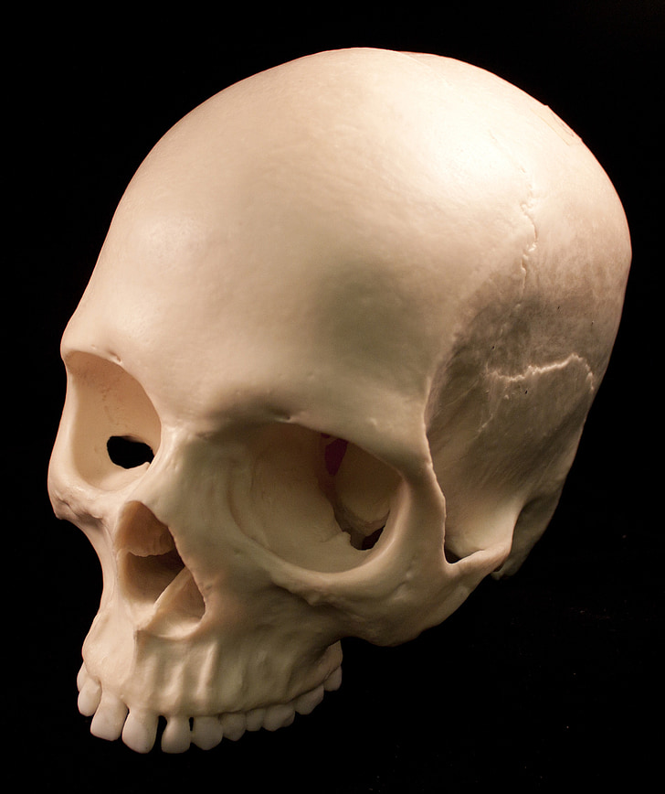 cráneo, esqueletos, huesos, miedo, terror, muerte, Antropología