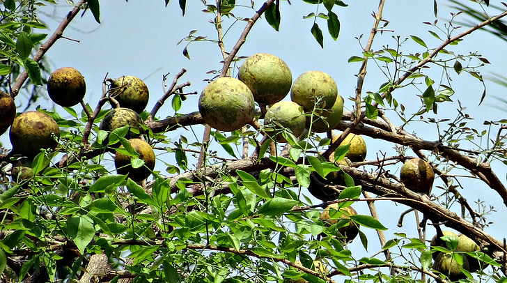 aegle marmelos, koksnes ābolu, Bael, Bengal cidonija, Golden apple, akmens ābolu, Bili