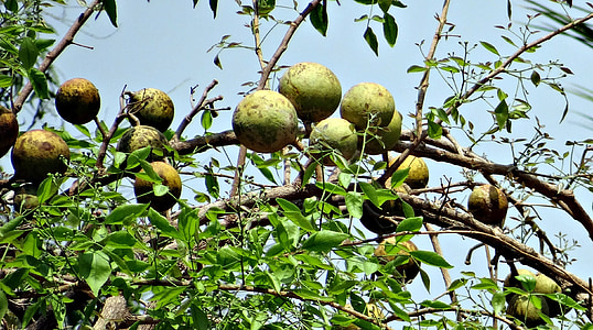 aegle marmelos, medžio obuolys, Bael, Bengalijos svarainių, Aukso Obuolys, akmens obuolys, Rasa