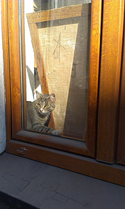 Kot, ciekawość, zwierząt, okno, Dom, Bondage