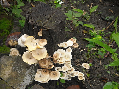 jamur, cendawan, pohon, hujan, putih, hijau, hitam