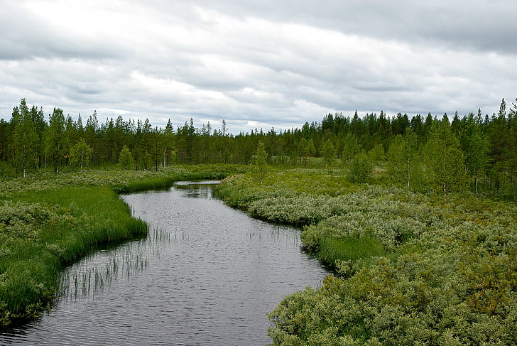 Finlândia, floresta, tundra, Lapland