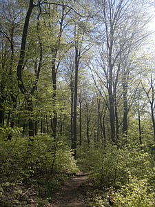 forest, heidelberg, holy mountain, trees, nature
