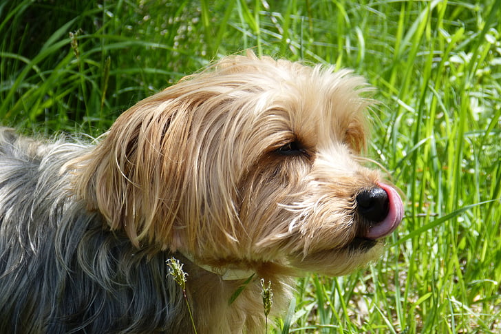 Yorkshire teriér, pes, psie plemeno, malý pes, jazyk, lízať, chutné
