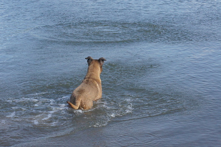 σκύλος, νερό, Fetch, το καλοκαίρι, κολύμπι, δραστηριότητα, ενεργό