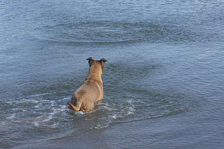 pas, vode, poći po koga, ljeto, tijekom, aktivnost, aktivni