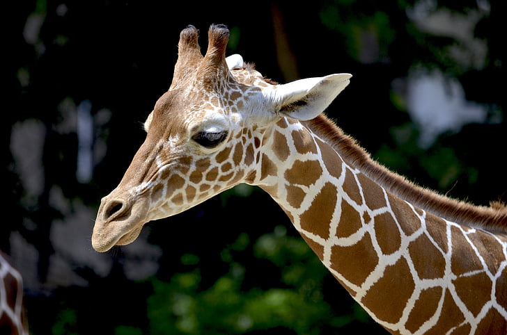 Sjiraff, reticulated giraffe, halsen, vakker, Afrika, dyr, hodet tegning