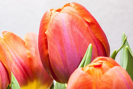 Tulip, Lily, våren, naturen, blommor, tulpaner, Schnittblume