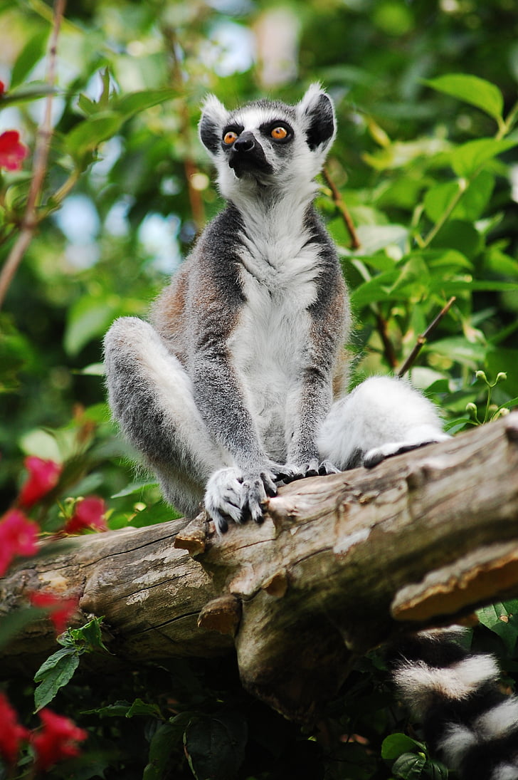 lemure, seduta, Zoo di, chiaro, giardino zoologico, animale, lemuri