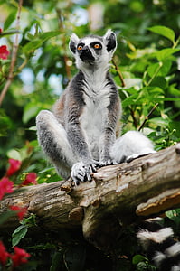 Lemur, sentado, Parque zoológico, claro, Jardín zoológico, animal, lémures