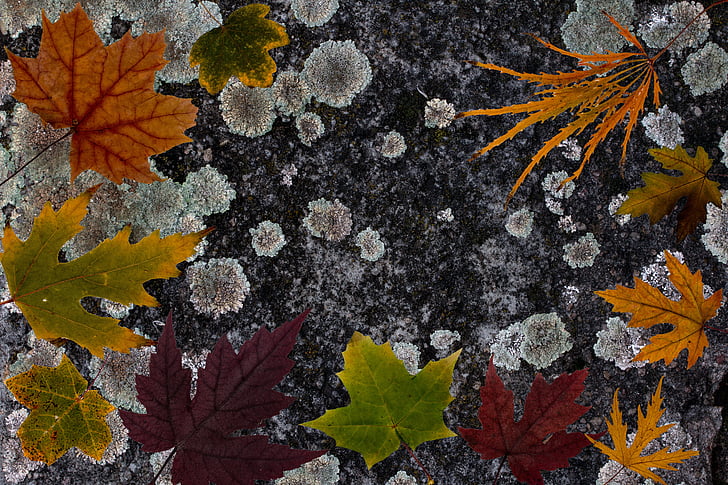 leafes, feuilles d’arbres, coloré, arrière-plan de la composition, armure, structure, mur