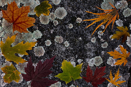 leafes, ağaç yaprak, renkli, kompozisyon arka plan, örgü, yapısı, duvar