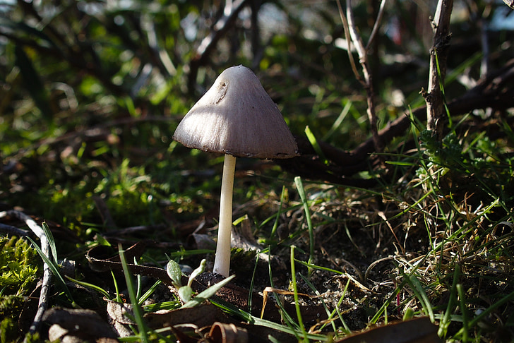 mushroom, fungus, moss, nature, plant, autumn, forest