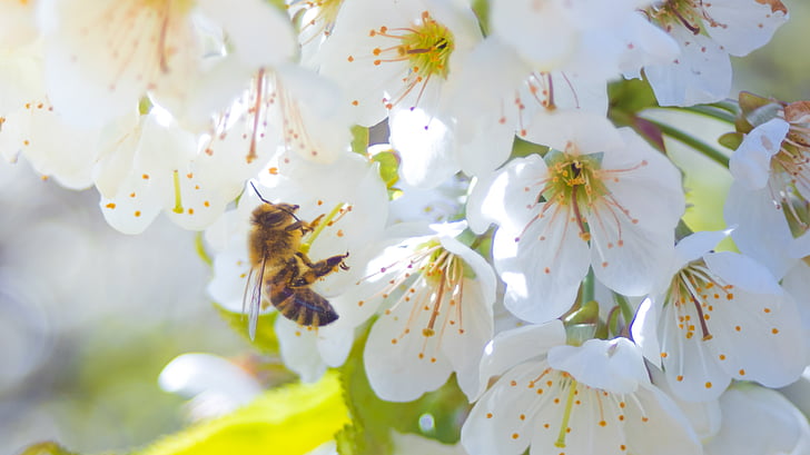 Bee, bloem, Blossom, Bloom, macro, sluiten, plant