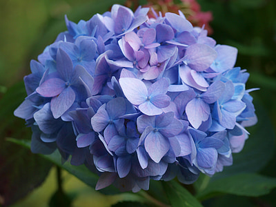 hortensia, blå, Blomsterstand, drivhus hortensia, blomster, blomsterhave, hortensia bold