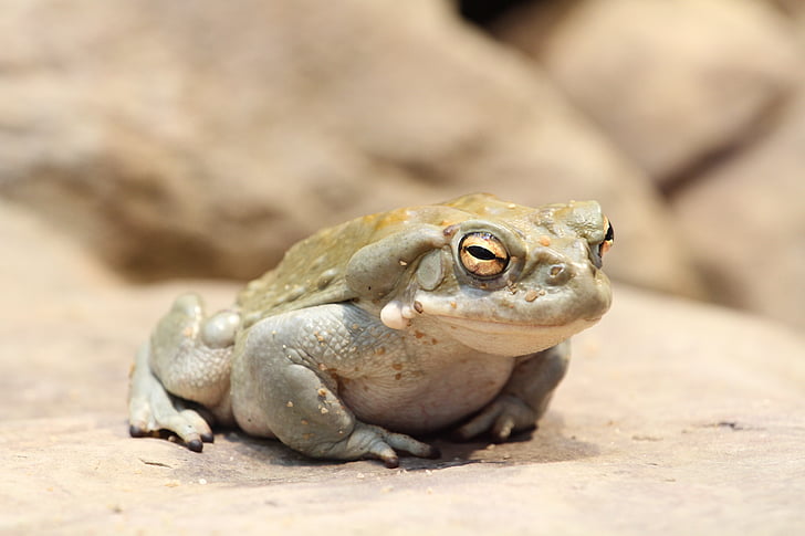 toad, frog, animal, amphibians, fat, amphibian, nature