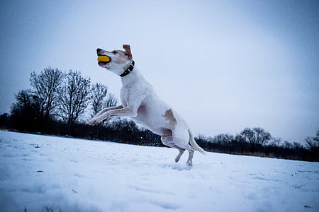 koer, hüpata, looma, PET, lõbus, hüpped, talvel